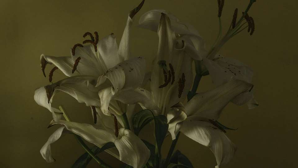 White lilies in a vase against a dark background